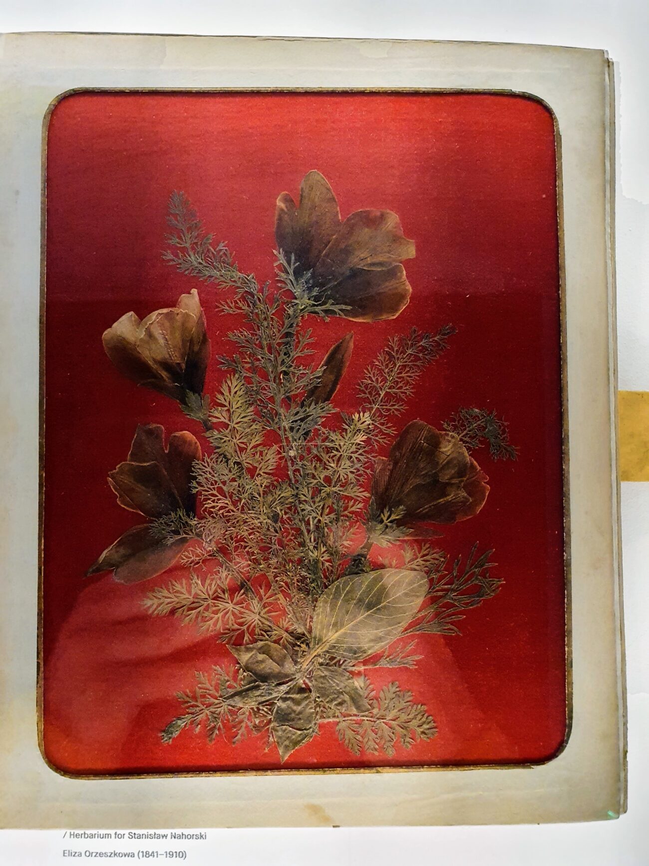 Kartka z albumu florystycznego Elizy Orzeszkowej. Na czerwonym tle wyklejony z zasuszonych kwiatów bukiet.